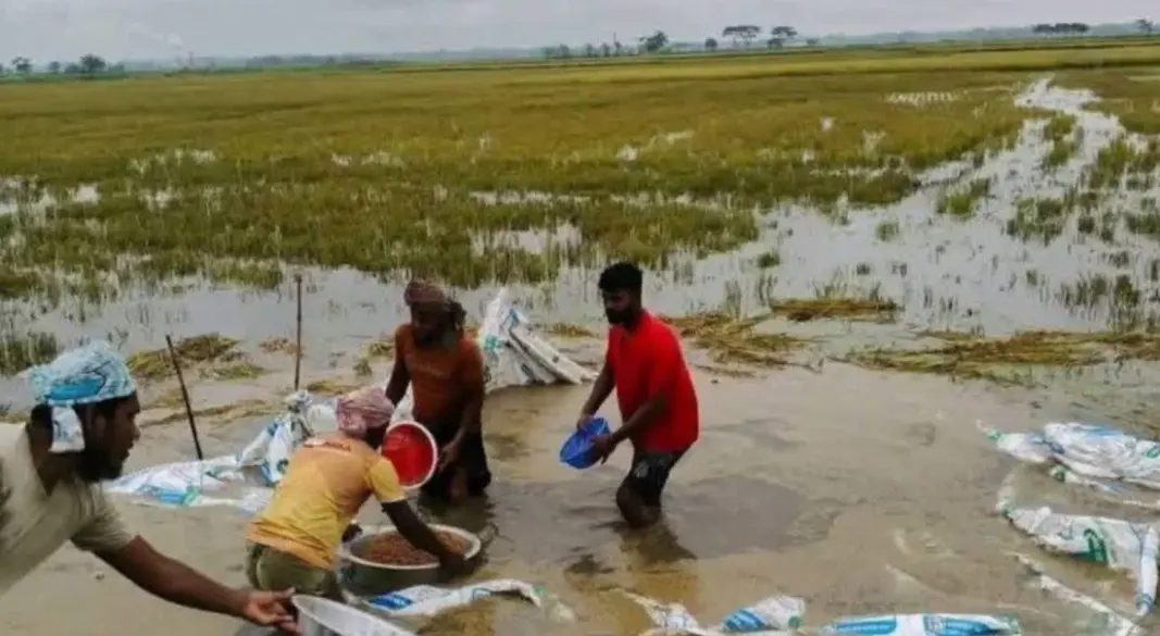 পানির নিচে তলিয়ে বোরো ফসল