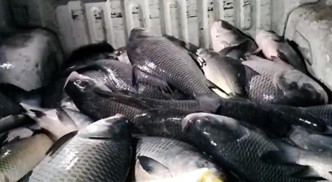 সরকারি দিঘির মাছ ধরে নিয়ে গেলেন দুই ম্যাজিস্ট্রেট