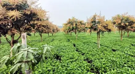 চায়ের সাথী ফসল হিসেবে আম চাষ