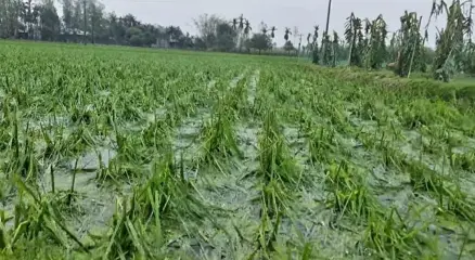 নীলফামারীতে ঝড়-শিলাবৃষ্টি