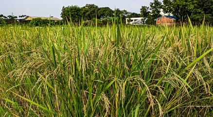 উদ্ভাবিত নতুন জাতের ধান