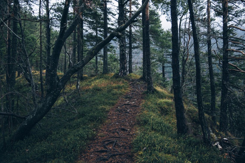 Quisque nec 5 adventure forest nature 4029 824x550 1