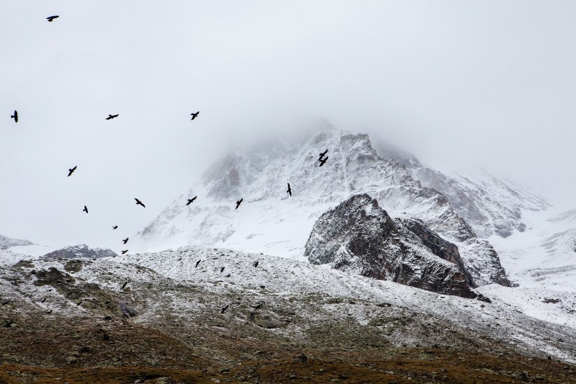 Vestibulum maximus quis 5 birds cold fog 4037 825x550 1