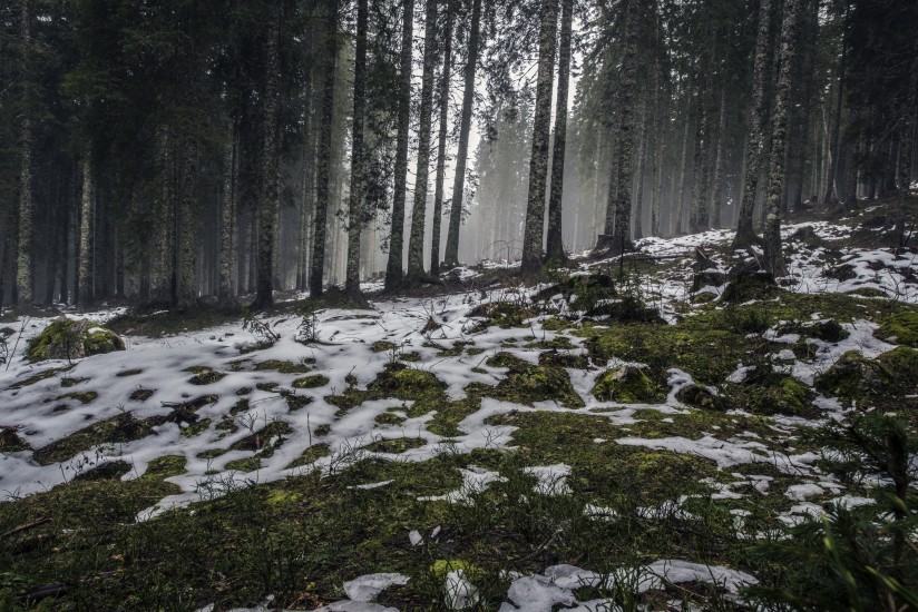 forest nature snow 4058 824x550 1