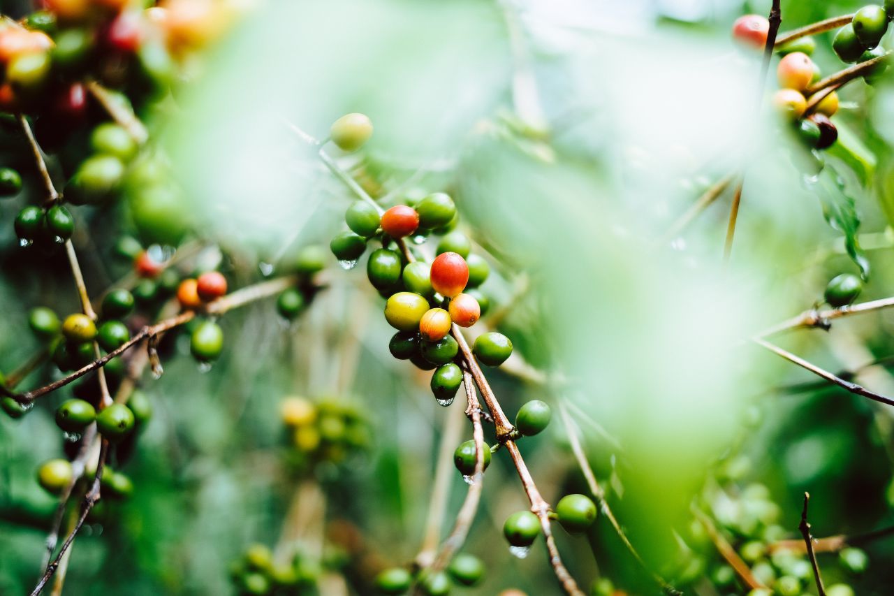 h gerson cifuentes W1VqcpcnSHk unsplash
