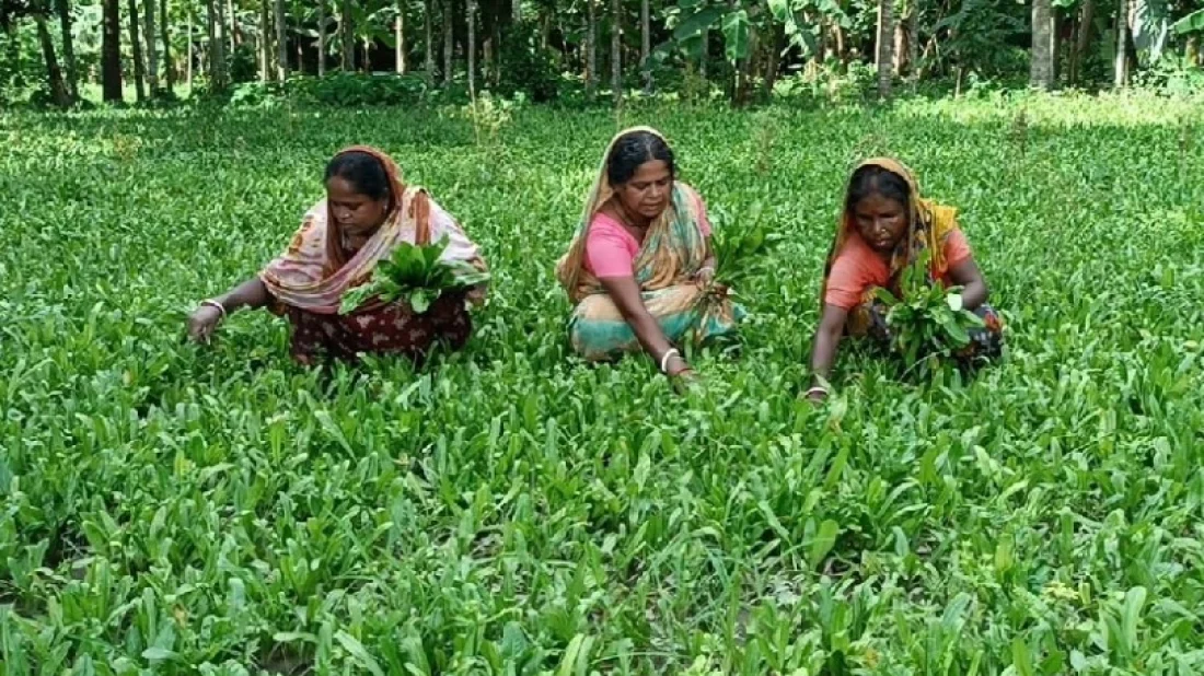 বিলেতে যাচ্ছে বিলেতে ধনেপাতা 5 5e923d59d6a6d5c171ad7979d720a1bb 64f8d538c168a