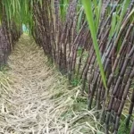 প্লাস্টিক সার্জারির কারণে প্রাণ হারালেন অভিনেত্রী