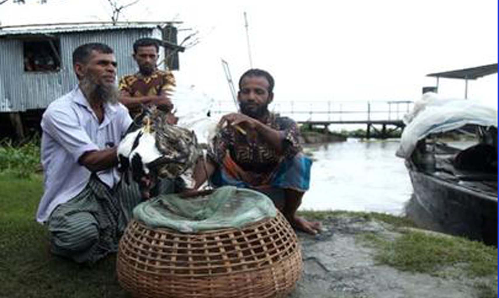 বাউফল শিকারির কাছ অর্ধশতাধিক পাখি অবমুক্ত 5 Bauphal pic 06 10 23 2