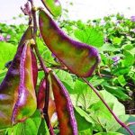 কুড়িগ্রাম -২ আসনের তৃণমূল জনগণই আমার মুল শক্তি-  ইঞ্জিনিয়ার আবু সুফিয়ান