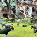 চট্টগ্রাম সিটি কর্পোরেশনের পুনরায় পে পার্কিং চালুর উদ্যোগ