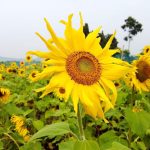পুনরায় নির্বাচিত হওয়ার পথে শেখ হাসিনার দল