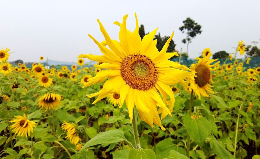 Godkhali Flower City by Rabbi