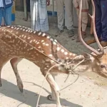 বরিশালে আ. লীগের দুই পক্ষের সংঘর্ষে আহত ৭