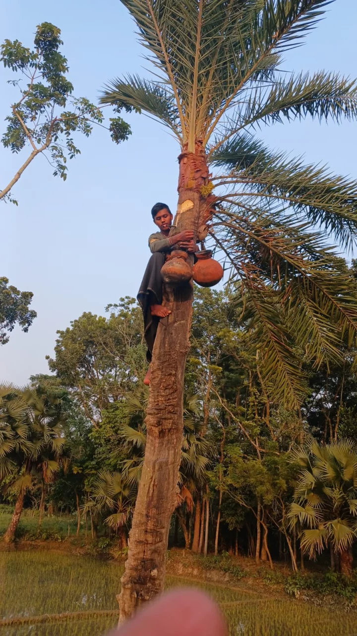 রাজশাহীতে খেজুরের কাঁচা রস বিক্রিতে নিষেধাজ্ঞা 5 8b52d5bc86d6ec7c3bc8987d16b36780 65b8c8c804d2b