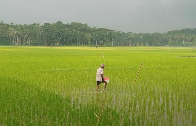ভোলায় ৬৩ হাজার হেক্টর জমিতে বোরো ধান আবাদের লক্ষ্যমাত্রা নির্ধারণ 5 image 122686 1705562620