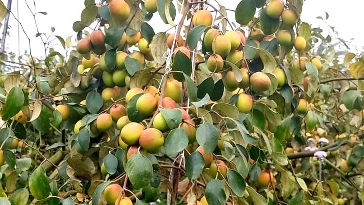 গোমতি নদীর তীরে কাশ্মিরী আপেল কুল চাষ 5 image 123245 1705910274