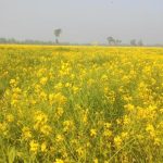 করতোয়া নদীর চরে দিগন্ত বিস্তৃত সবুজের সমারোহ