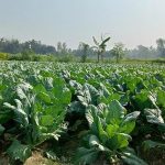 রংপুরে রেকর্ড পরিমাণ জমিতে সরিষা চাষ
