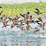 খুলনায় স্কুল শিক্ষিকা ভারতে, তবুও নিয়মিত হাজিরা খাতায় স্বাক্ষর
