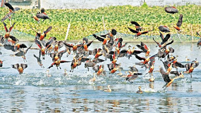 ভোলায় বছরের প্রথম পাখিশুমারী শুরু 5 otithi 2112210633
