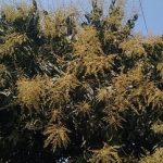 নারী শিক্ষার্থীর অভিযোগ নিয়ে ববিতে বিতর্ক