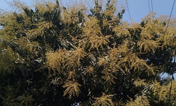 শীতের স্নিগ্ধতায় মুগ্ধতা ছড়াচ্ছে স্বর্ণালী মুকুল 5 1707629066585
