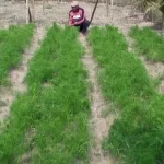 র‌্যাব সদস্য অজ্ঞান পার্টির খপ্পরে পড়ে হারালেন সর্বস্ব