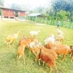 কারাগার থেকে সুচির চিঠিতে দুর্দশার বর্ণনা