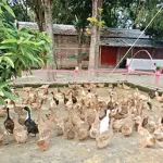 মিয়ানমারের জান্তা সরকার সৈন্য প্রত্যাহার করে নিচ্ছে উত্তর রাখাইন থেকে