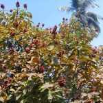 কুমিল্লা সার্কিট হাউজের সামনে অস্ত্রের মহড়া, গ্রেফতার ১৬