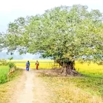বরিশাল সামাজিক বন বিভাগের আব্দুল আউয়ালের ঘুষ বাণিজ্যে অসহায় কর্মকর্তা ও কর্মচারীরা