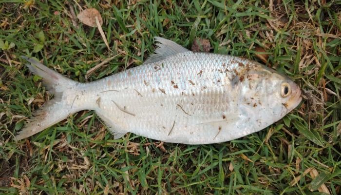 কোম্পানীগঞ্জে পুকুরে রুপালি ইলিশ 5 ilish 65d8c5f328e14