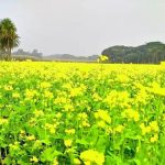 ছাত্রলীগ নেতা বেপরোয়া হেলাল’র ভিআইপি পতিতাবৃত্তি : নিয়ন্ত্রণে ২৫টি স্পা সেন্টার