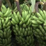 শাসকগোষ্ঠী ক্ষমতা হারানোর ভয়ে বেপরোয়া : ফখরুল