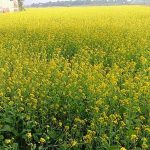 গোপালগঞ্জে ৫ লাখ ২০ হাজার টন বোরো উৎপাদনের লক্ষ্যমাত্রা নির্ধারণ
