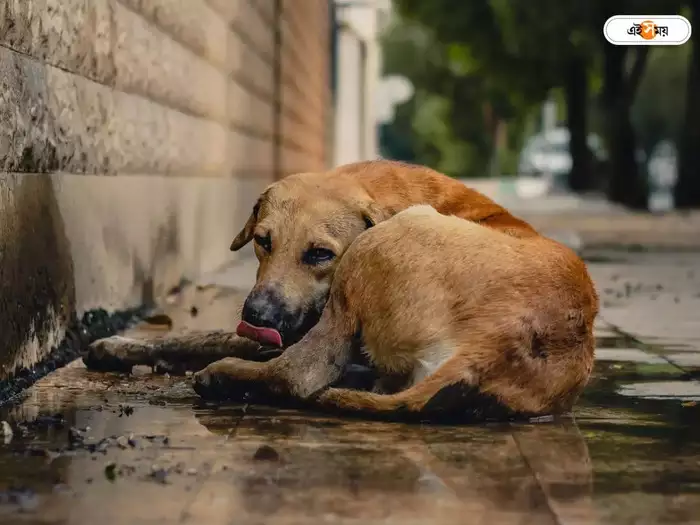 street dogs 107430858