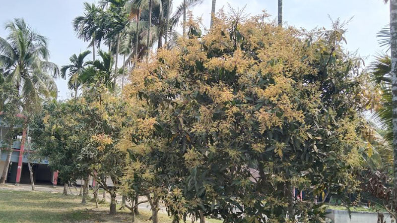 লালমোহনে গাছে গাছে ছেঁয়ে গেছে সোনালী রঙের আমের মুকুল 5 গাছ 37 2402241011