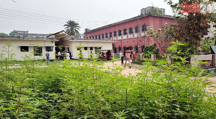 হাসপাতালের অভ্যন্তরে ‘গাঁজা’র বাগান! 5 1710836304.General Hospital Gaza Tree