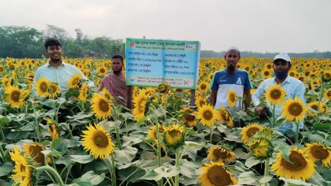সূর্যমুখী চাষে আগ্রহ বাড়ছে কৃষকের 5 568a608dc86336386863cab97dddc9b8 660129a8e1ff8