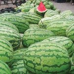 ঝালকাঠির মানুষ মুরগি নিয়ে বিপাকে