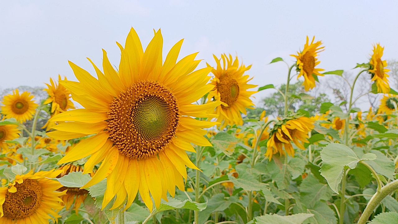 sun flower 20240318104100