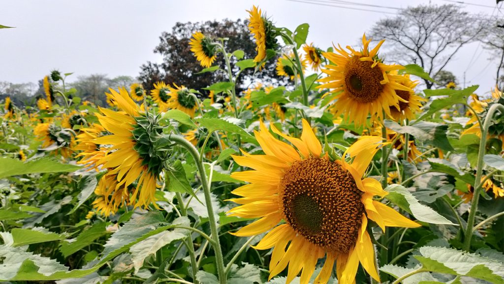 sun flower 3 20240318103803