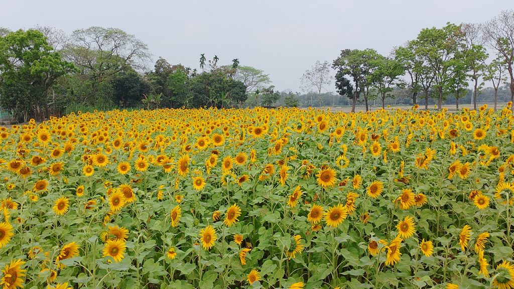 sun flower 4 20240318103830
