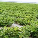 বরগুনায় স্বামী হত্যার বিচার দাবিতে সন্তানদের নিয়ে সাংবাদিকের স্ত্রীর অবস্থান