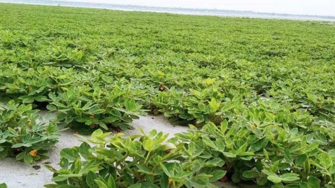 যমুনার চরে ফসলের ব্যাপক ফলন, কৃষকের মুখে হাসি 5