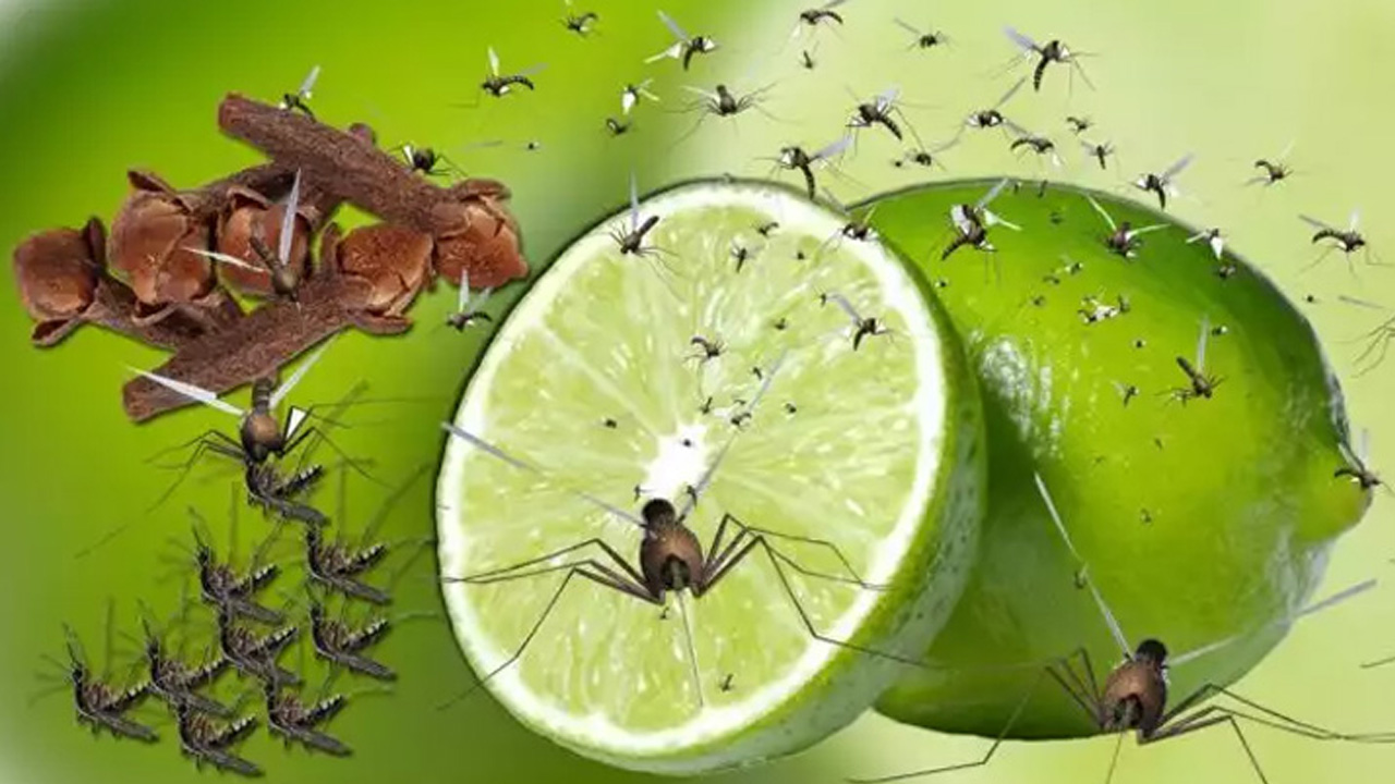 মশা তাড়ান প্রাকৃতিক উপায় 5 lemon mosqu 20240427075603