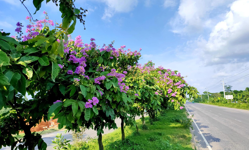 অপূর্ব হয়ে ফোটে জারুল ফুল 5 082516jarul flower kk
