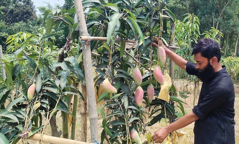 তাহের বাবু