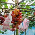 পোলট্রি ব্যবসা করে সচ্ছল নারী উদ্যোক্তা সখি আক্তার