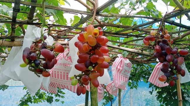 আঙুর কুড়িগ্রামে